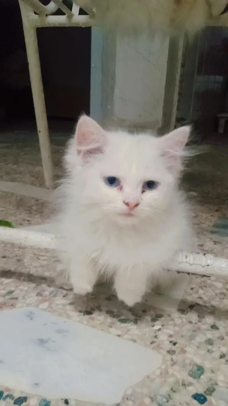 home breed triple coat kittens for sale — photo 3