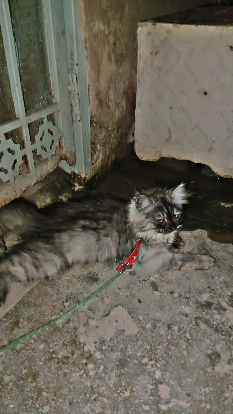 home breed triple coat kittens for sale — photo 4