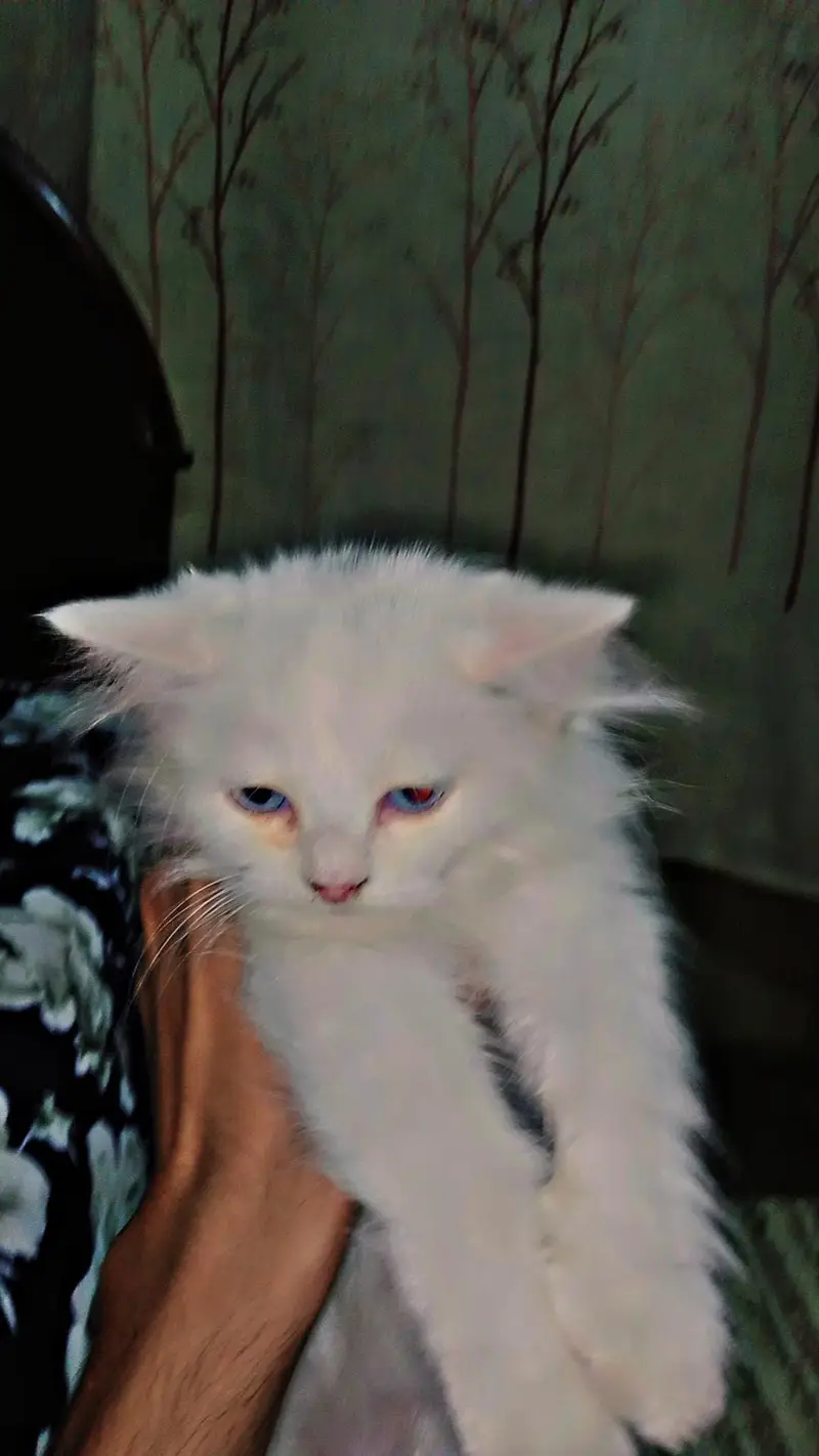 home breed triple coat kittens for sale — photo 5