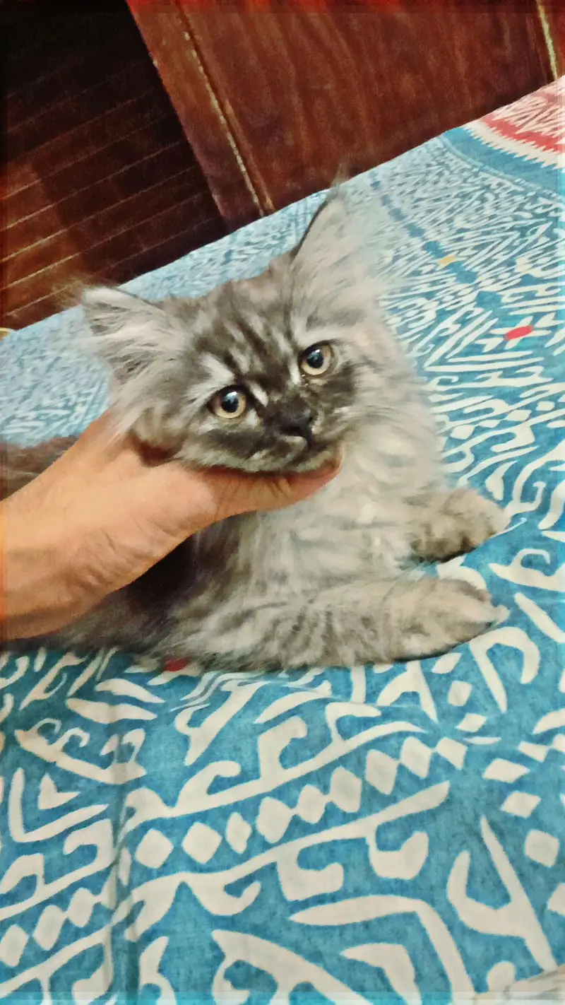 home breed triple coat kittens for sale — photo 6