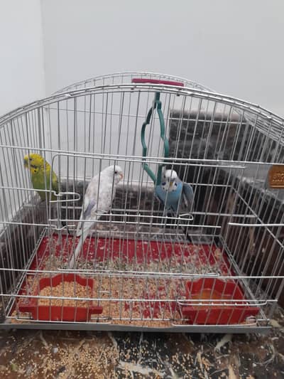 Australian Parrot