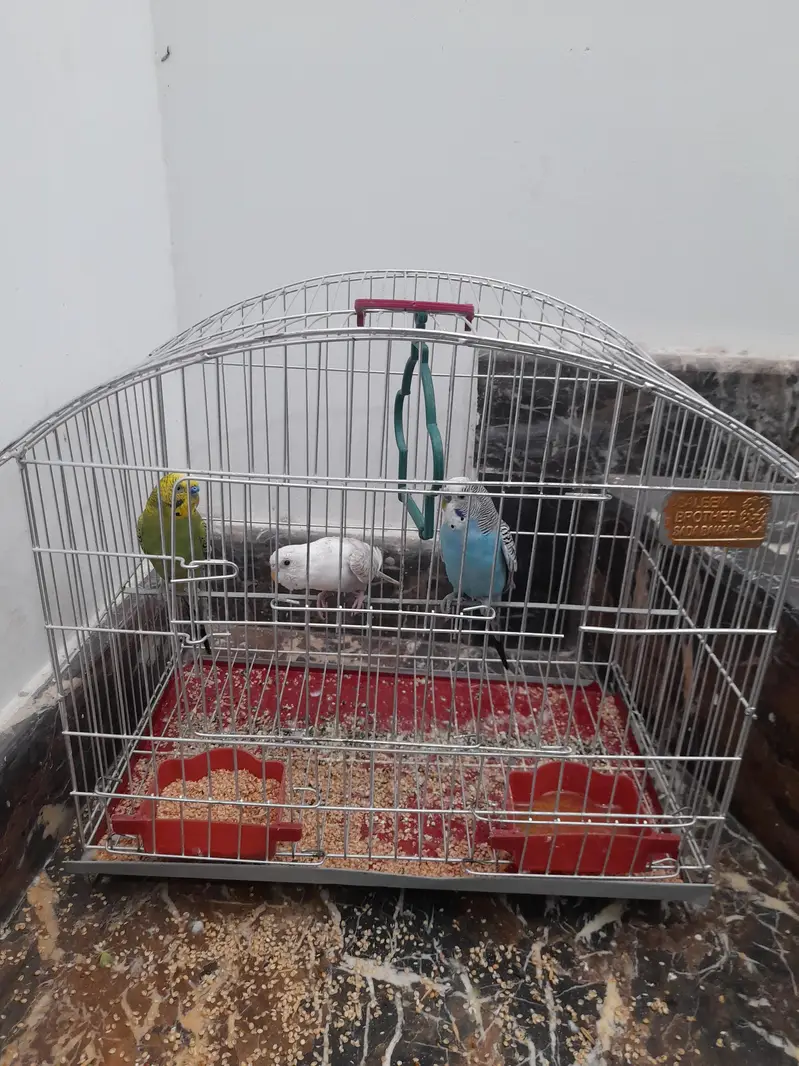 Australian Parrot — photo 2