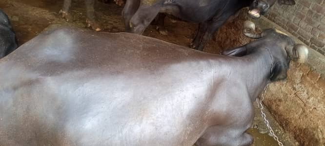 Freshly Calved Cross Breed Buffalo for Sale – 10 Kg Milk Per Day