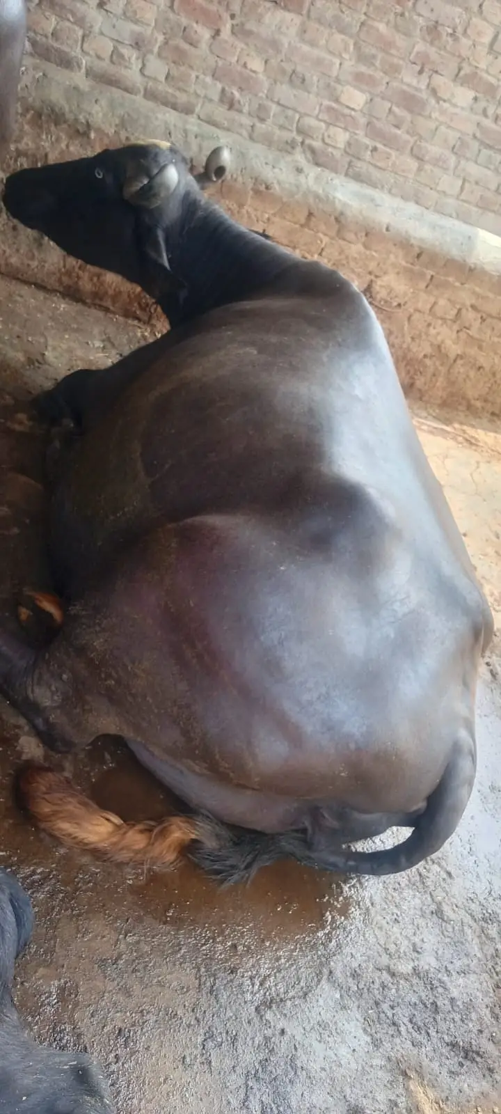 Freshly Calved Cross Breed Buffalo for Sale – 10 Kg Milk Per Day — photo 2