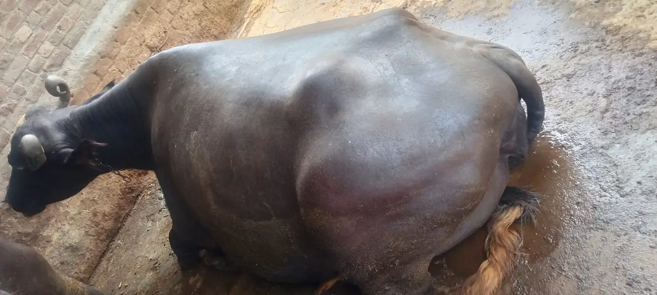 Freshly Calved Cross Breed Buffalo for Sale – 10 Kg Milk Per Day — photo 3
