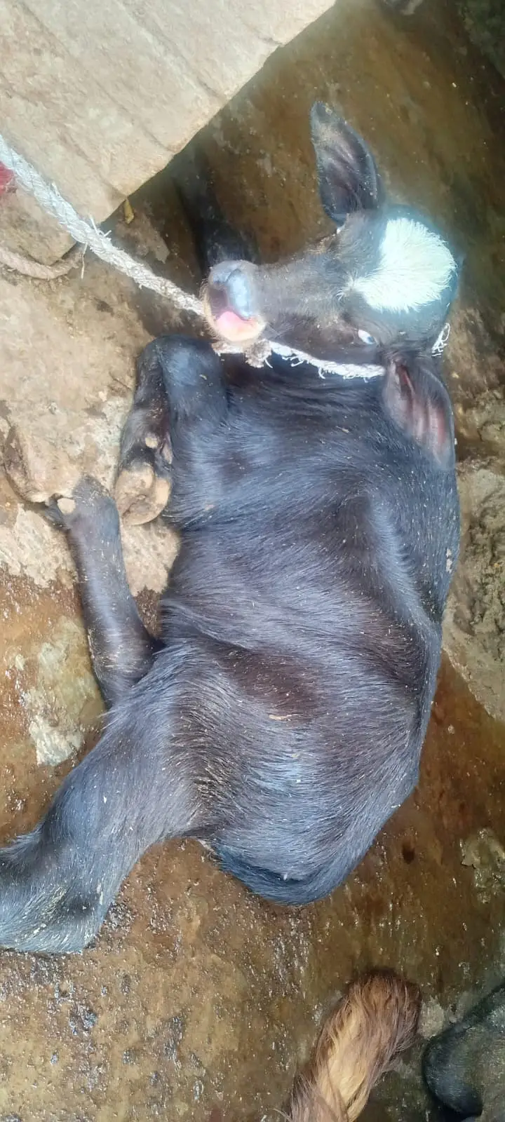 Freshly Calved Cross Breed Buffalo for Sale – 10 Kg Milk Per Day — photo 4