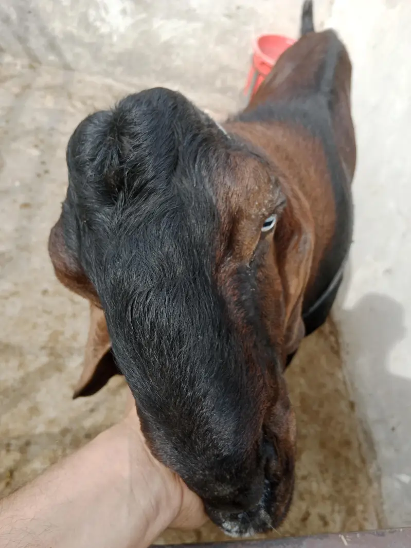 Nagra breeder age 8dant height 44 — photo 2