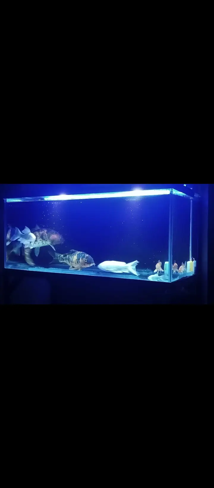 Japanese koi fish 7 Price — photo 2