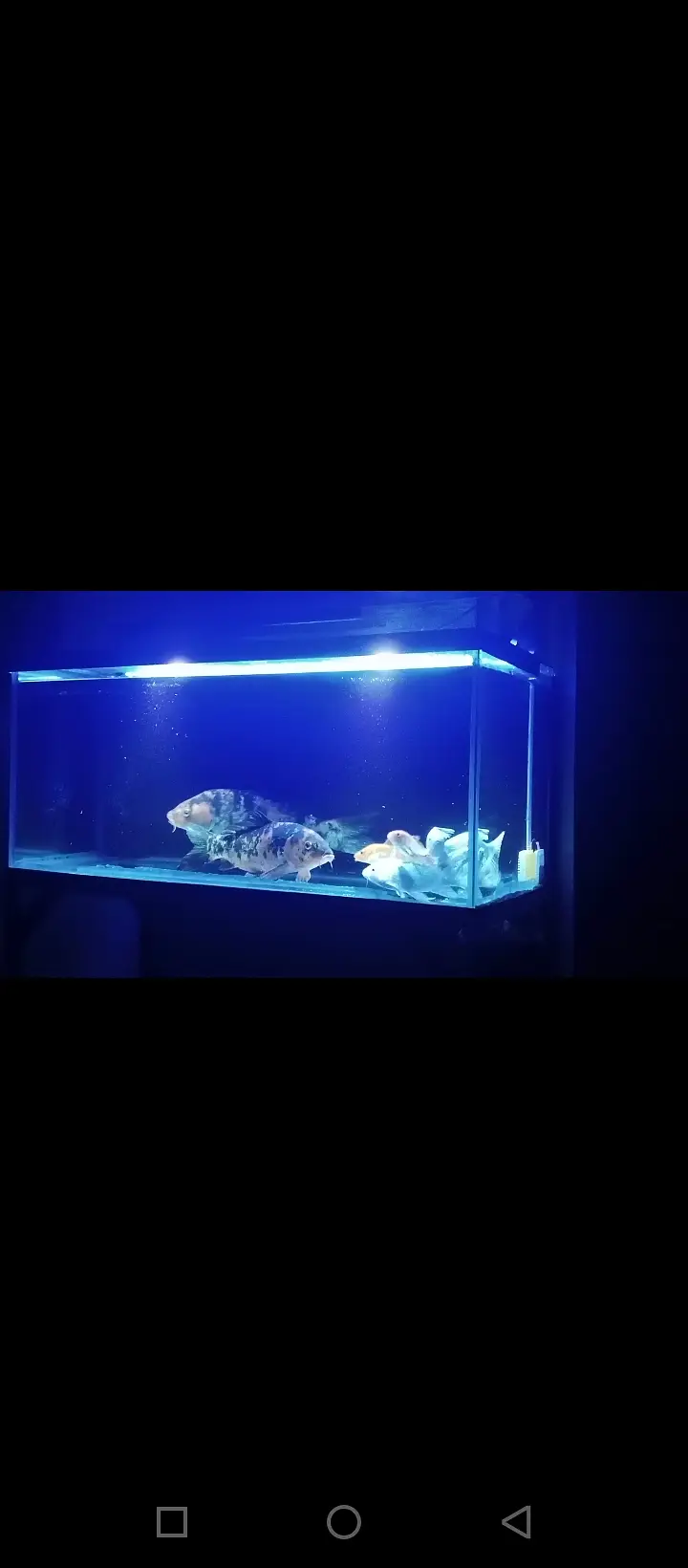 Japanese koi fish 7 Price — photo 3