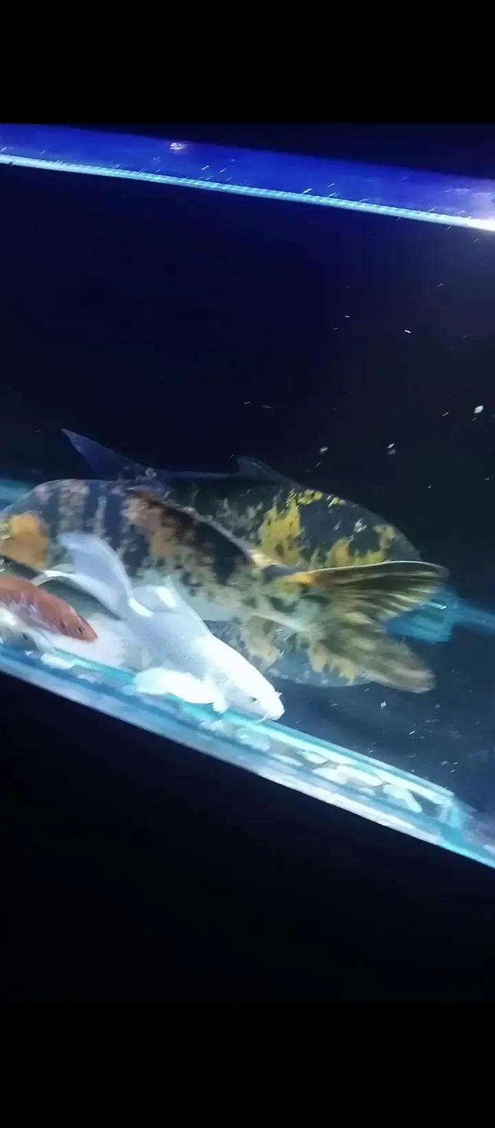 Japanese koi fish 7 Price — photo 4