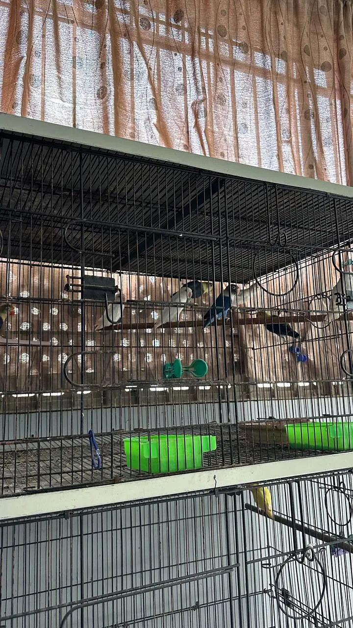 bird cages and  pinjra — photo 2