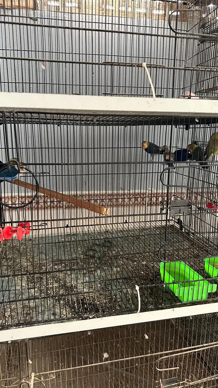 bird cages and  pinjra — photo 3