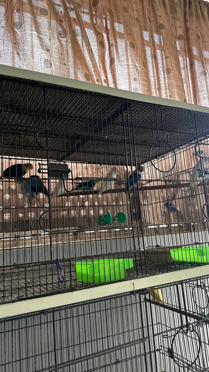 bird cages and  pinjra — photo 4