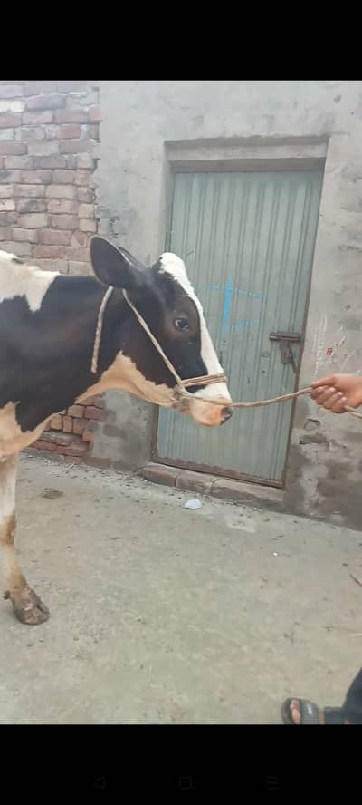 cow for sel