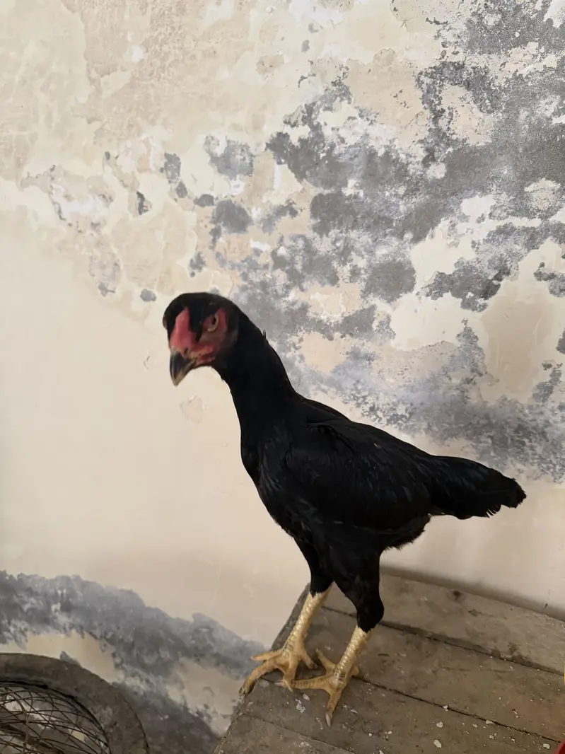 Ayam cemani pair and 4 ayam cemani cross thai pathiyan our 1 shamo fem — photo 7