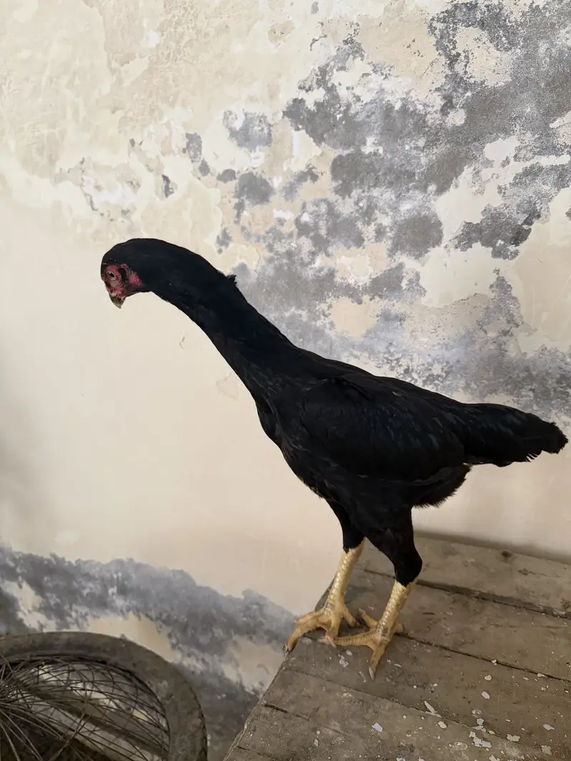 Ayam cemani pair and 4 ayam cemani cross thai pathiyan our 1 shamo fem — photo 8