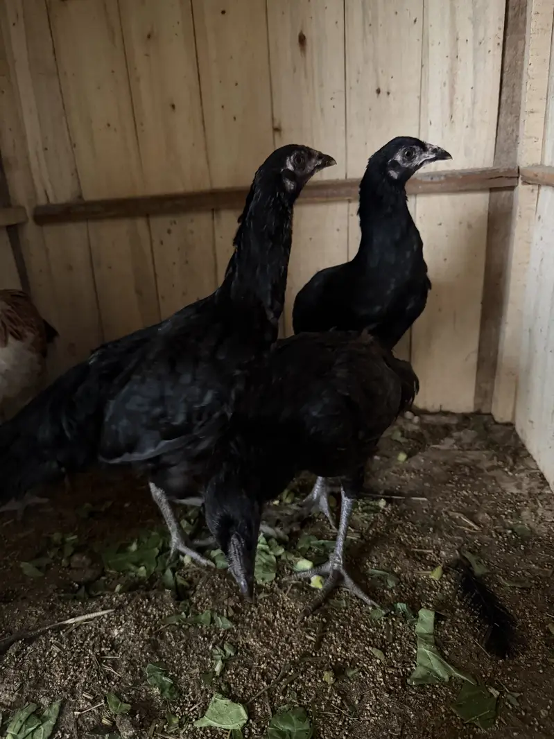 Ayam cemani pair and 4 ayam cemani cross thai pathiyan our 1 shamo fem — photo 9