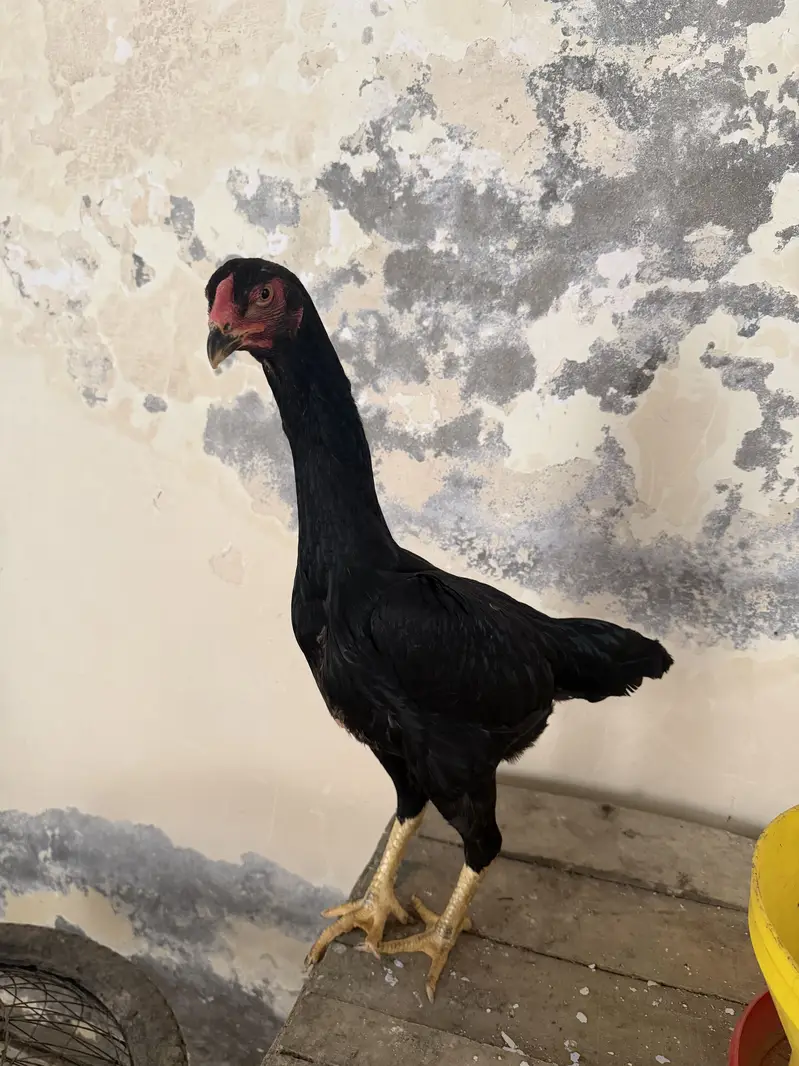 Ayam cemani pair and 4 ayam cemani cross thai pathiyan our 1 shamo fem — photo 10