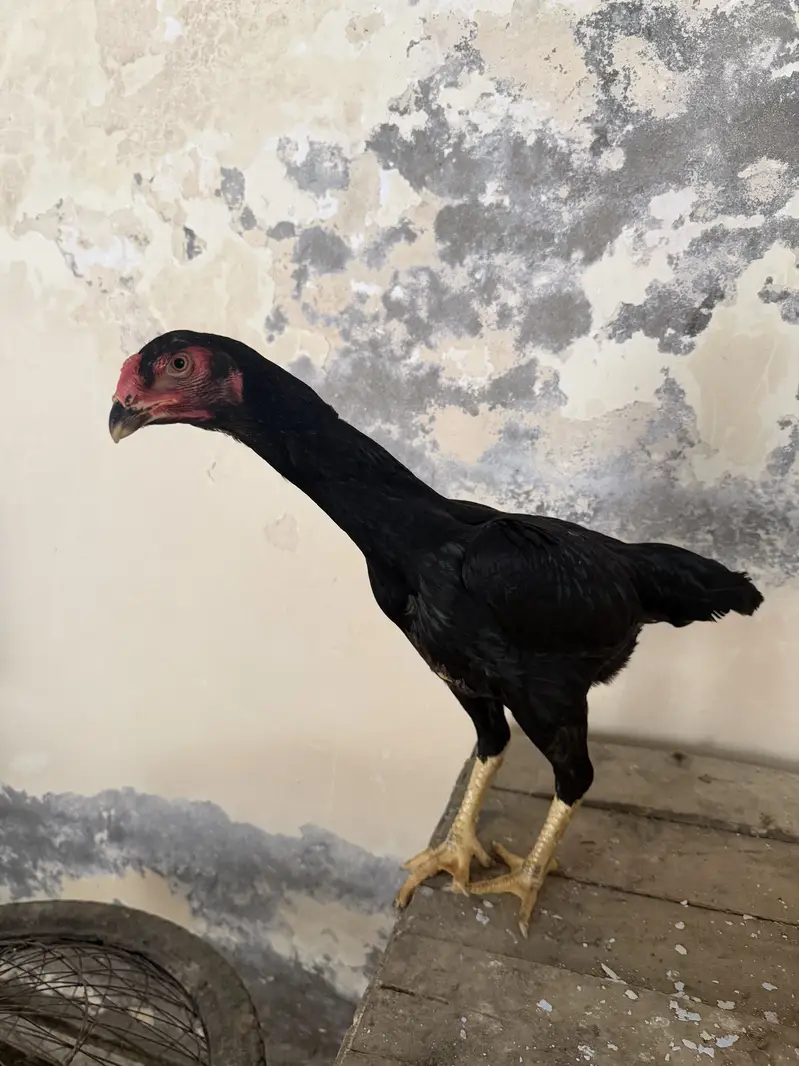 Ayam cemani pair and 4 ayam cemani cross thai pathiyan our 1 shamo fem — photo 11