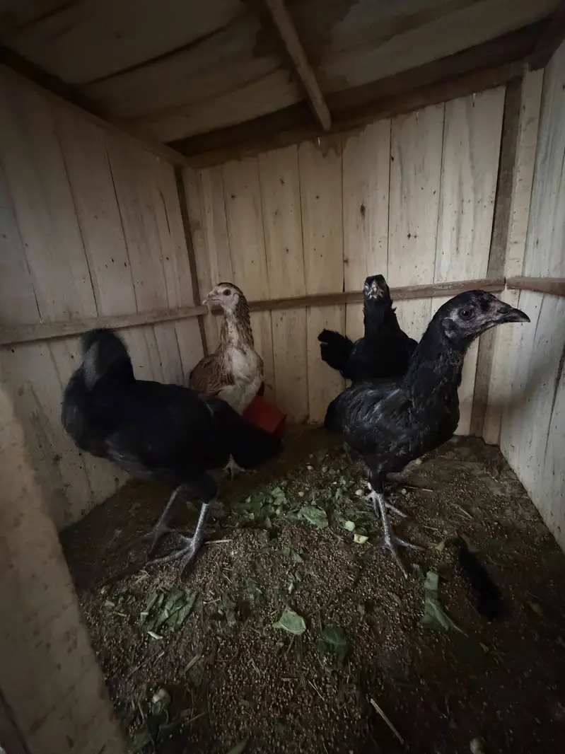 Ayam cemani pair and 4 ayam cemani cross thai pathiyan our 1 shamo fem — photo 12