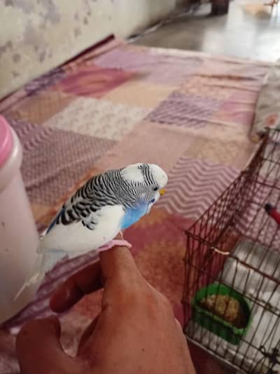 BAJRI HAND TAMED MALE