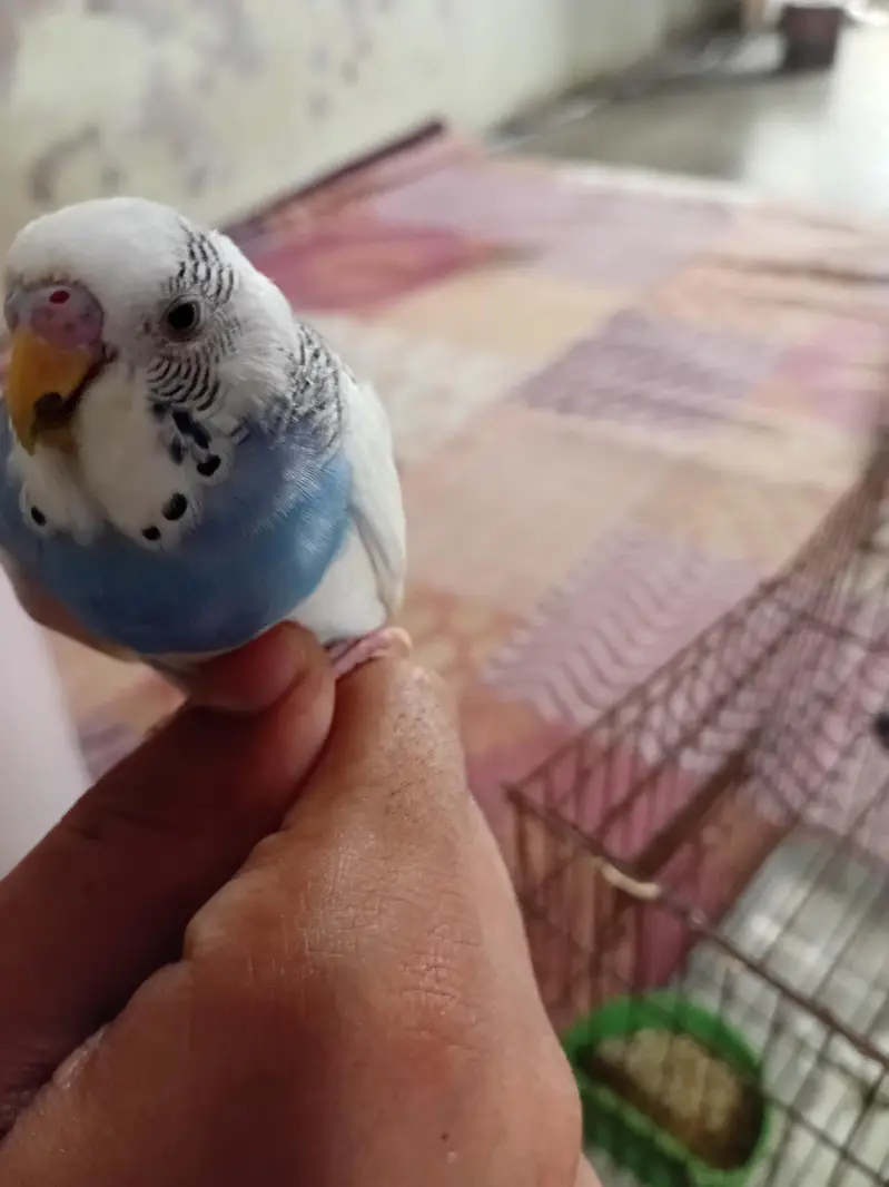 BAJRI HAND TAMED MALE — photo 2