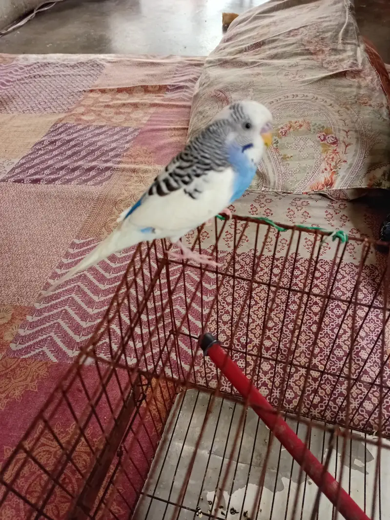 BAJRI HAND TAMED MALE — photo 3