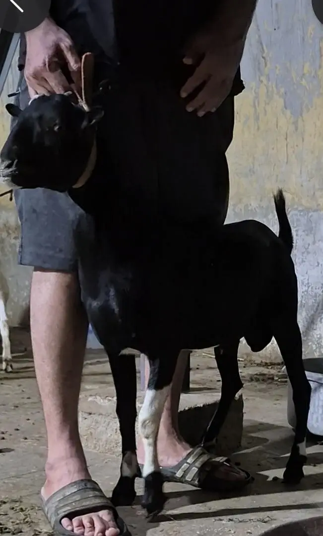 WHITE EYES ABLUGH TEDDA BAKRA aandu — photo 2