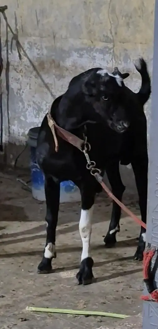 WHITE EYES ABLUGH TEDDA BAKRA aandu — photo 3