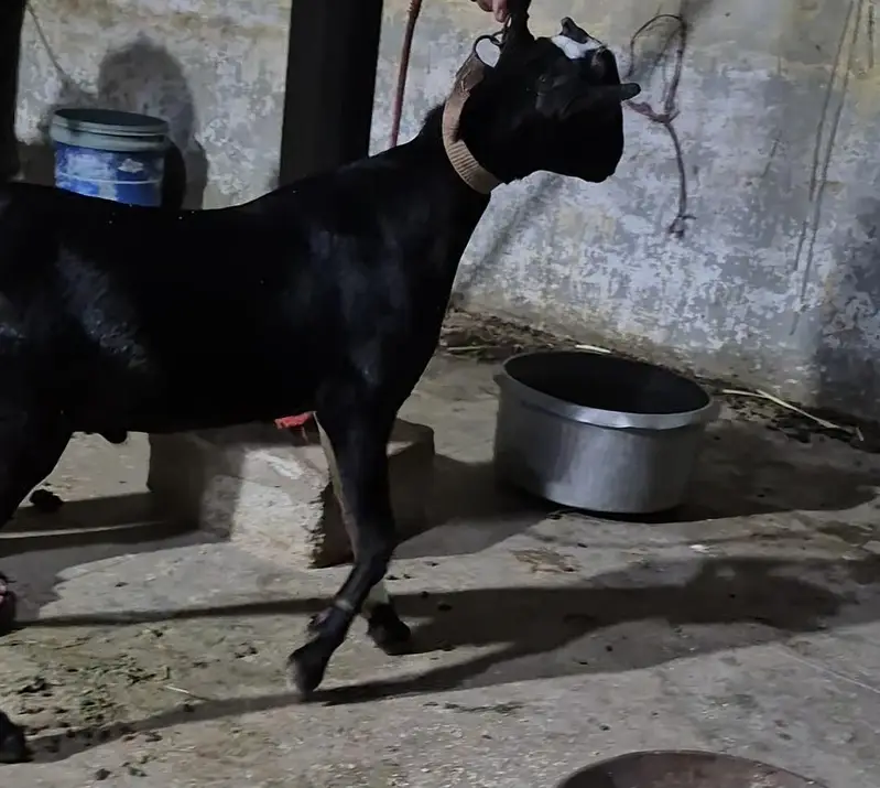WHITE EYES ABLUGH TEDDA BAKRA aandu — photo 4