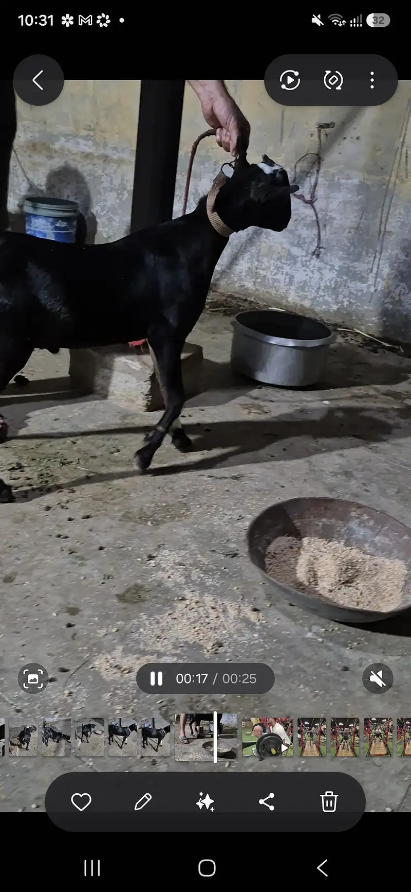 WHITE EYES ABLUGH TEDDA BAKRA aandu — photo 5