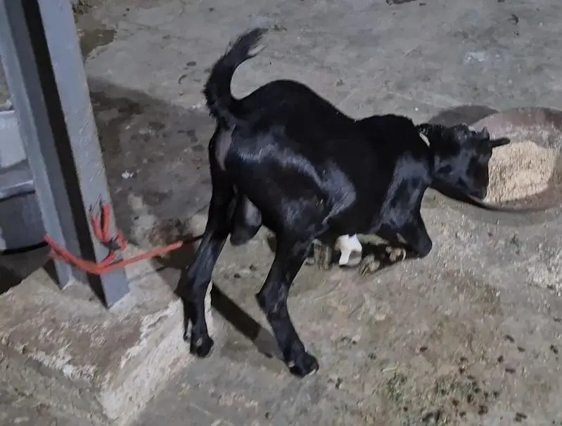 WHITE EYES ABLUGH TEDDA BAKRA aandu — photo 6