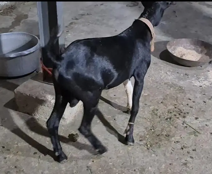 WHITE EYES ABLUGH TEDDA BAKRA aandu — photo 7