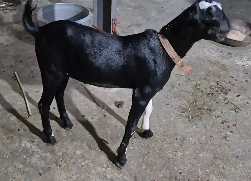WHITE EYES ABLUGH TEDDA BAKRA aandu — photo 8