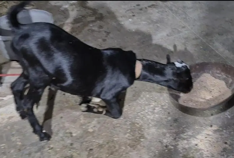 WHITE EYES ABLUGH TEDDA BAKRA aandu — photo 9