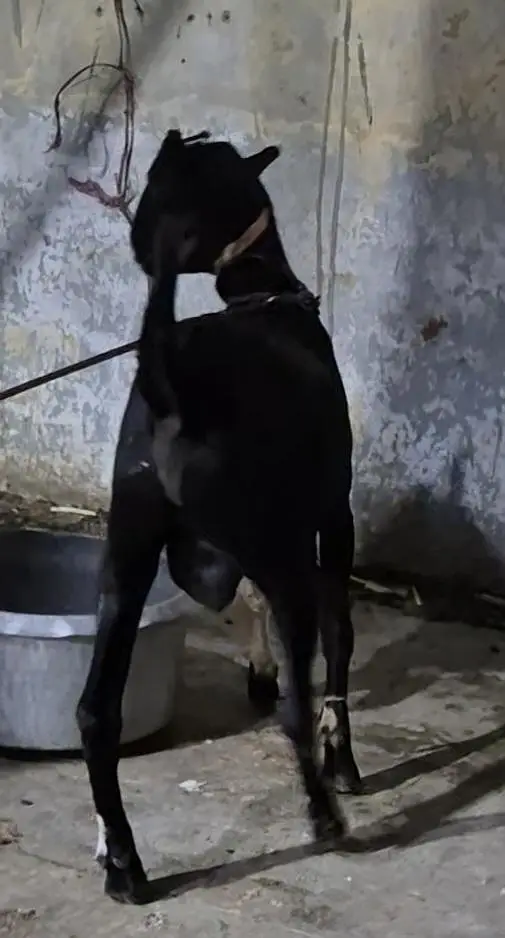 WHITE EYES ABLUGH TEDDA BAKRA aandu — photo 10