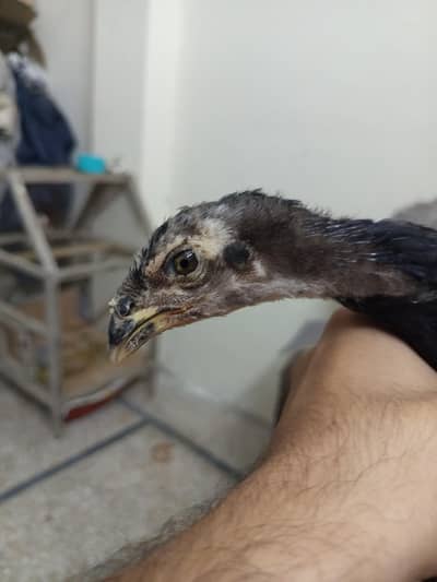 Panus pakoye and burmi blood patha age 2.5 month old pic ha price 7500