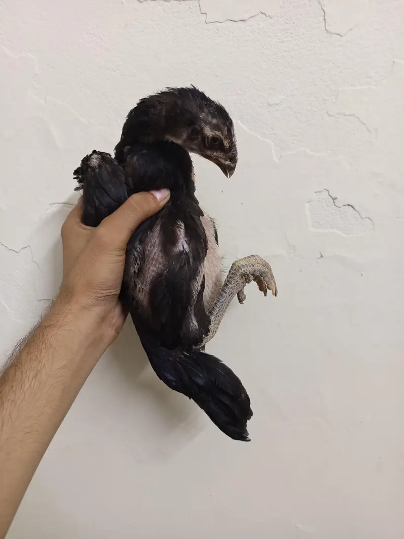 Panus pakoye and burmi blood patha age 2.5 month old pic ha price 7500 — photo 3