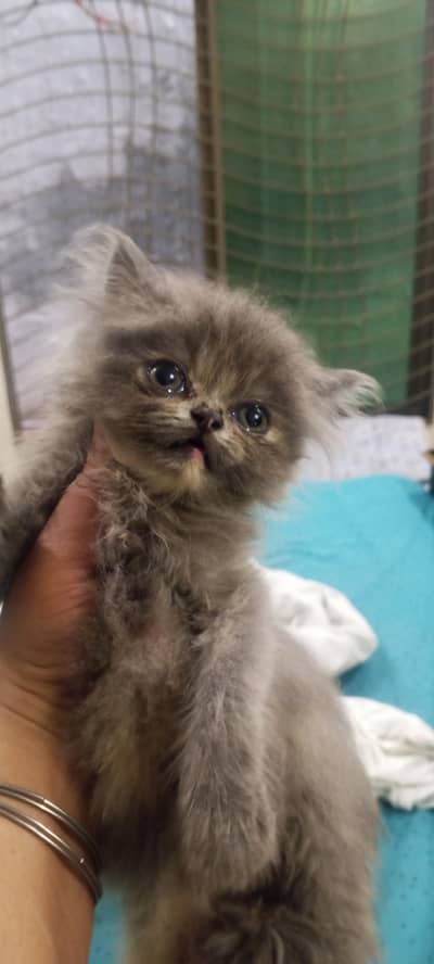 cute female kitten
