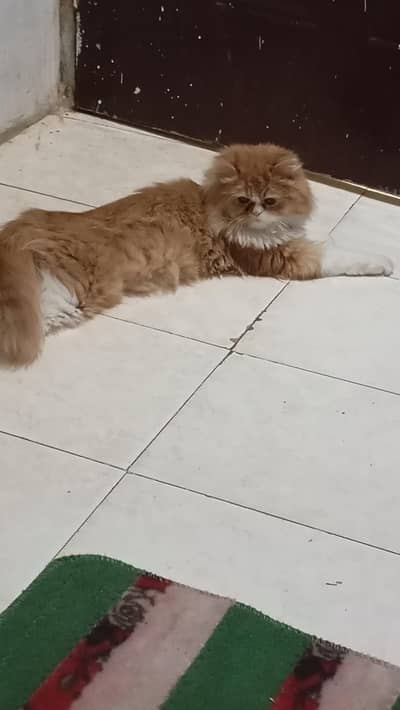 Percisan Female cat
