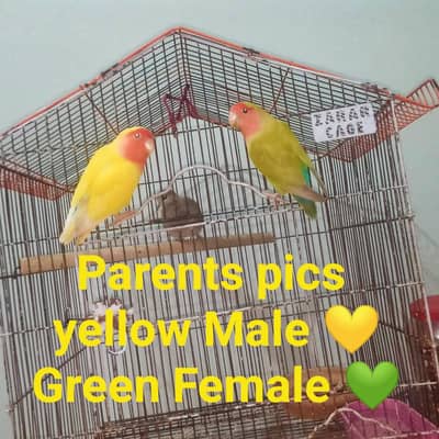 Green Peach face Common Latino Split