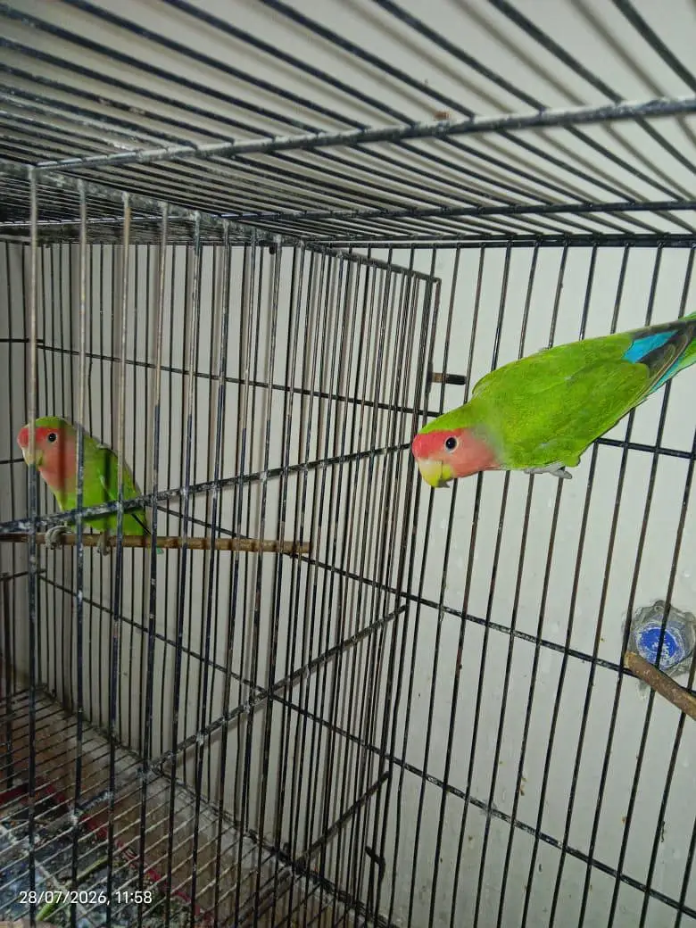Green Peach face Common Latino Split — photo 2
