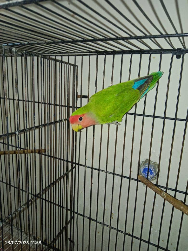 lovebird Split 0