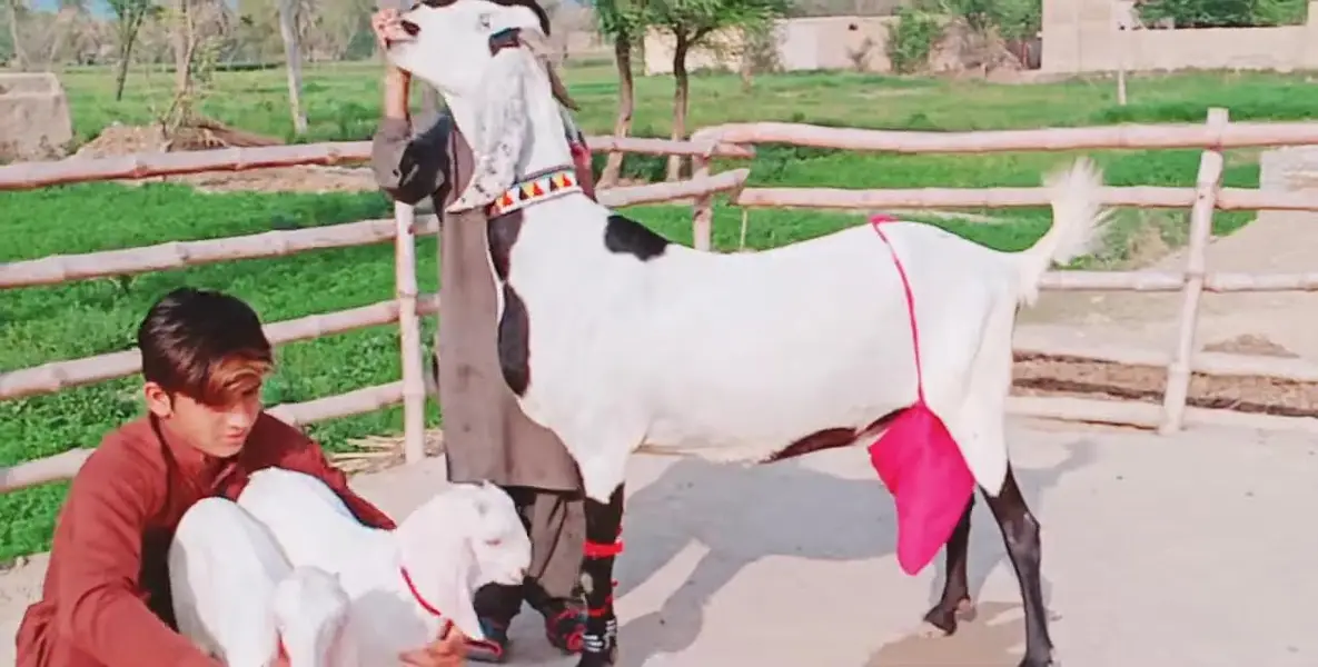 2 Bacchon ka sath Desi Bakri For Sale (03470617342 WhatsApp) — photo 5