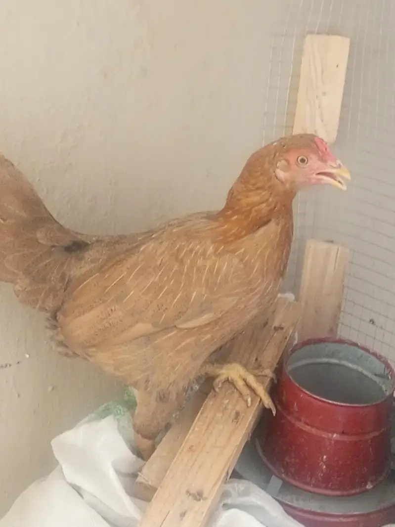 Desi Murgian for sale — photo 2