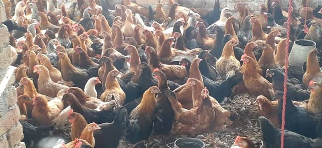 Golden Misri desi hen murgi Pathia White layer eggs laying hens