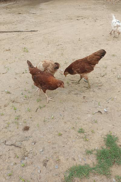 pure desi pathia for sale location kallarsyedan nallah musalmana h