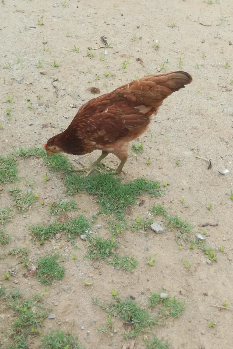 pure desi pathia for sale location kallarsyedan nallah musalmana h — photo 2