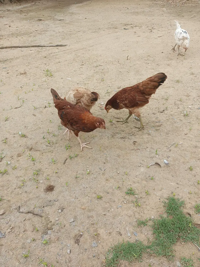 pure desi pathia for sale location kallarsyedan nallah musalmana h — photo 3