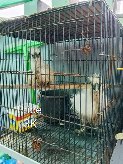 breading chicken pair
